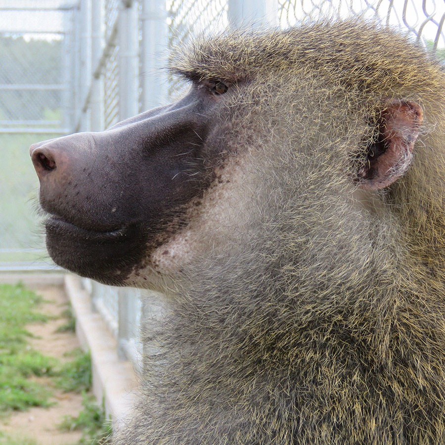 Individual Baboon Profiles | Peaceable Primate Sanctuary